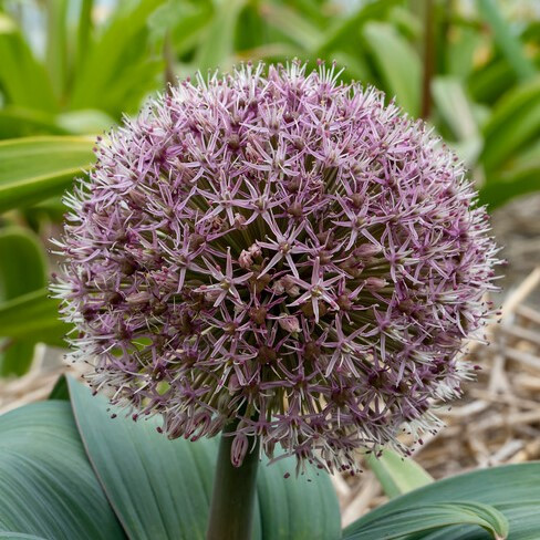 Allium karataviense 'Red Giant'