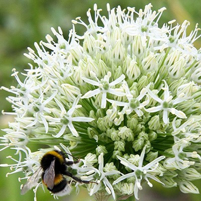 Allium 'Mount Everest'