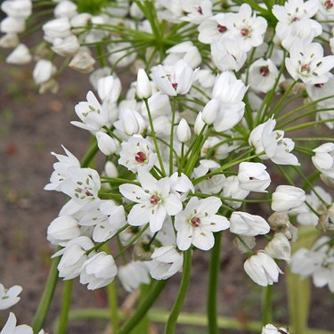 Allium neapolitanum Cowanii Group