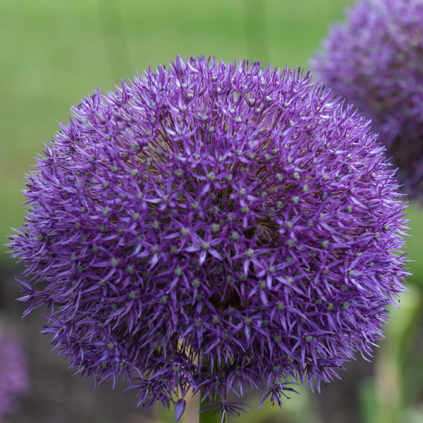 Allium 'Pinball Wizard'