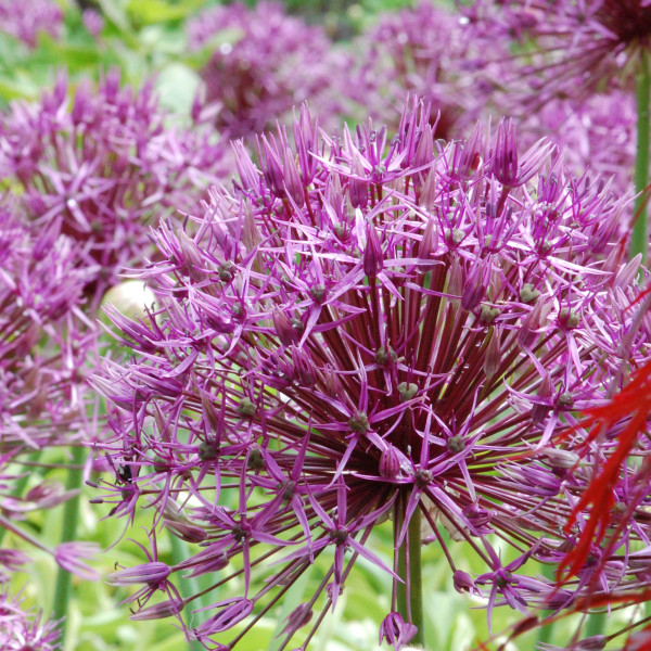 Allium 'Purple Rain'