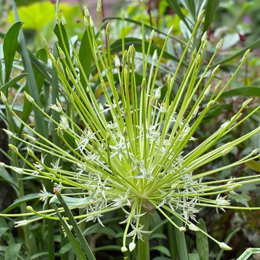 Allium schubertii 'Arctic Snow'
