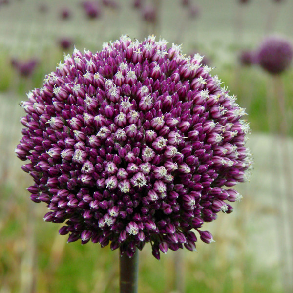 Allium 'Summer Drummer'
