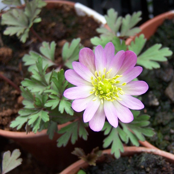 Anemone blanda 'Charmer'