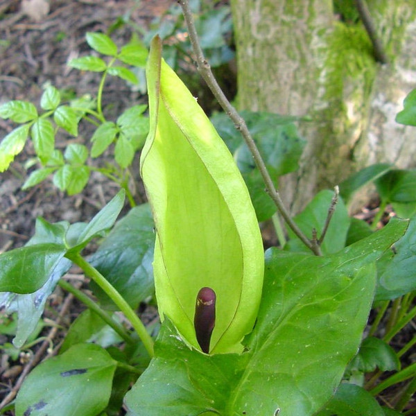 Arum maculatum