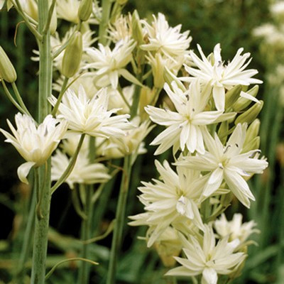 Camassia leichtlinii 'Semiplena'