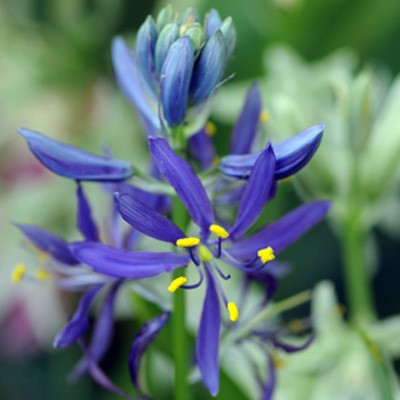 Camassia quamash