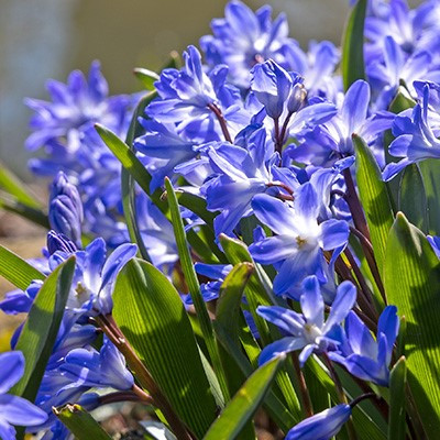 Chionodoxa forbesii 'Blue Giant'