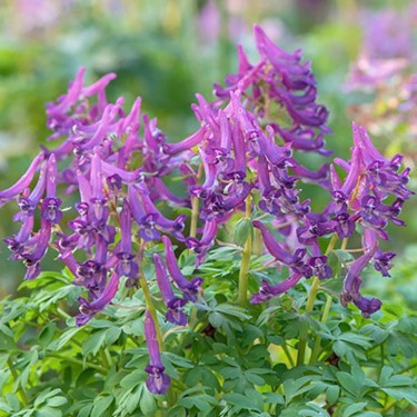 Corydalis cava