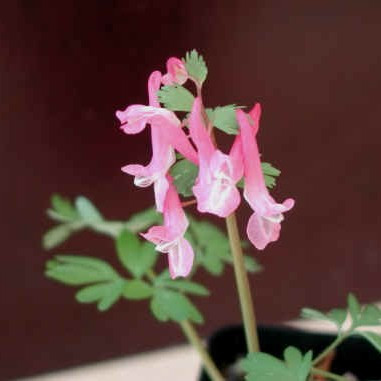 Corydalis solida solida 'Beth Evans'