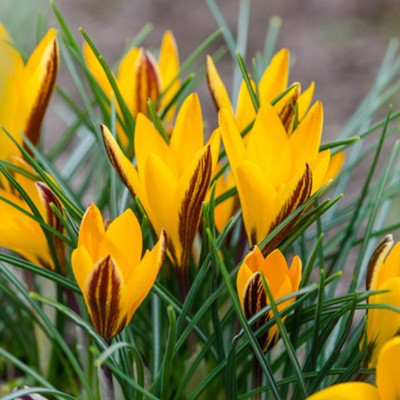 Crocus angustifolius