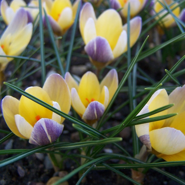 Crocus chrysanthus 'Advance'