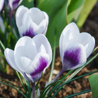 Crocus chrysanthus 'Prins Claus'