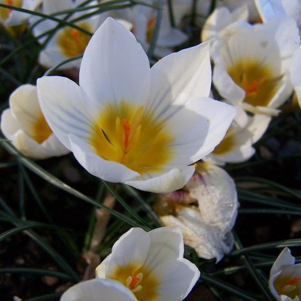 Crocus chrysanthus 'Snowbunting'