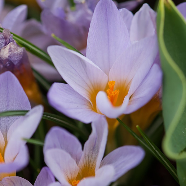 Crocus etruscus 'Rosalind'