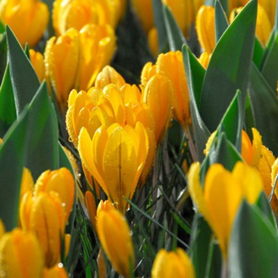 Crocus x luteus 'Golden Yellow'