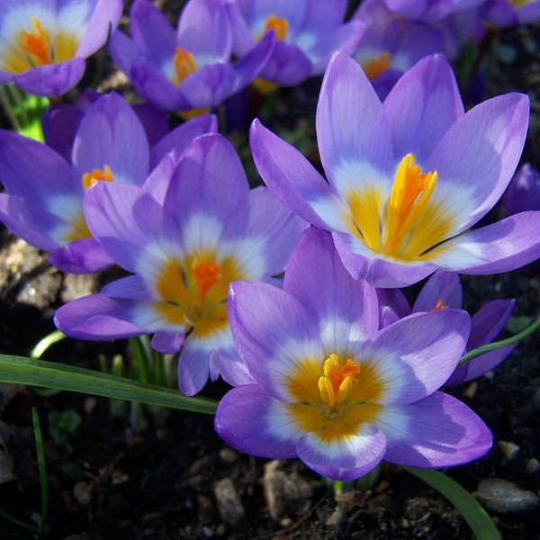 Crocus sieberi sublimis 'Tricolor'