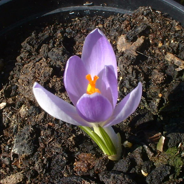 Crocus 'Vanguard'