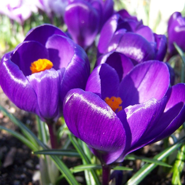 Crocus vernus 'Flower Record'