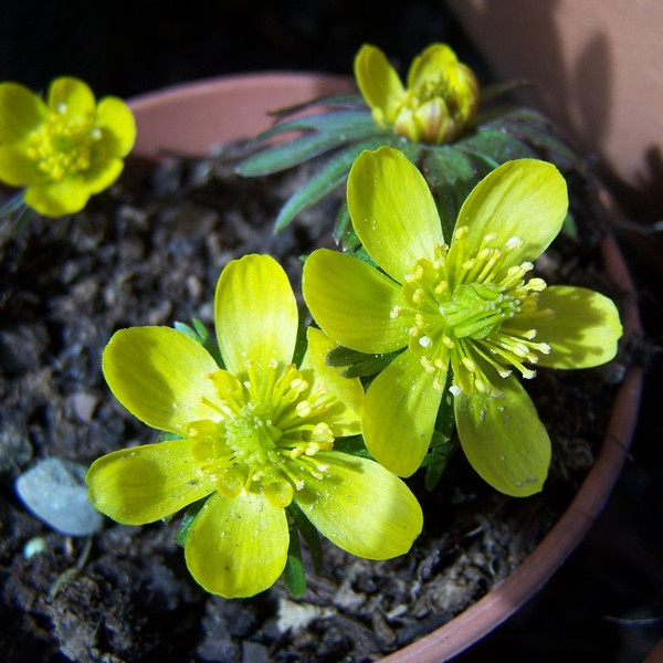 Eranthis hyemalis Cilicica Group