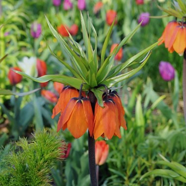 Fritillaria imperialis 'Aurora'