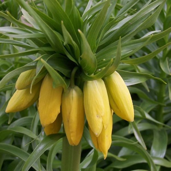 Fritillaria imperialis 'Maxima Lutea'