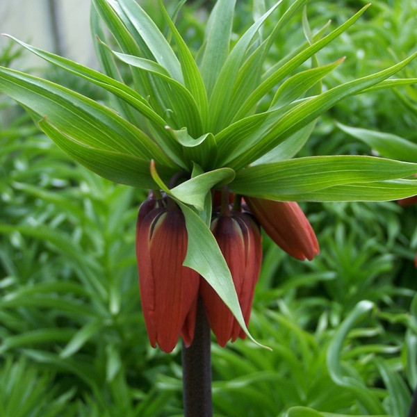 Fritillaria imperialis 'Rubra Maxima'