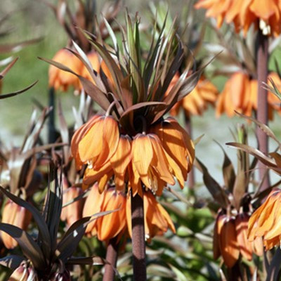 Fritillaria imperialis 'Sunset'