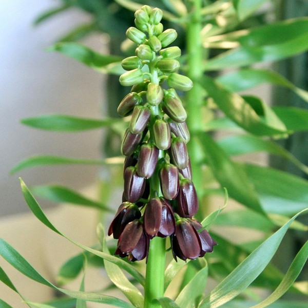 Fritillaria persica 'Purple Dynamite'