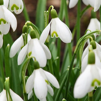 Galanthus nivalis