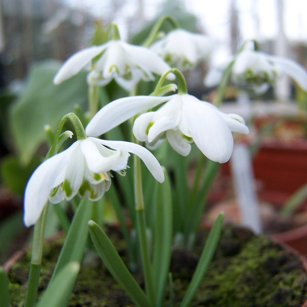 Galanthus nivalis 'Flore Pleno'