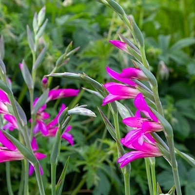 Gladiolus communis byzantinus
