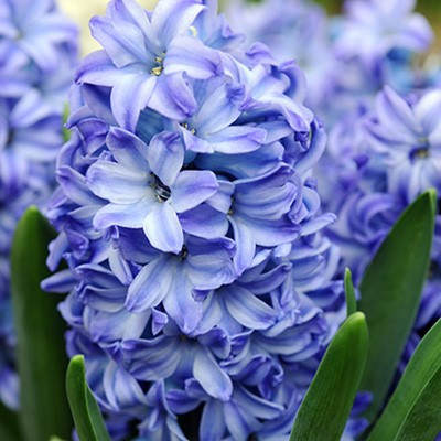 Hyacinthus 'Aqua'