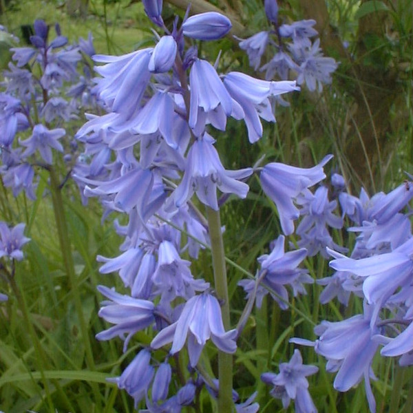 Hyacinthoides hispanica 'Excelsior'