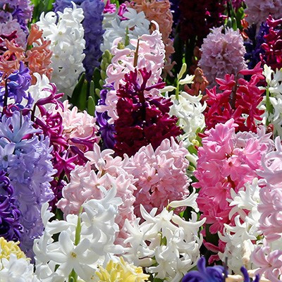 Hyacinthus Mixed Varieties