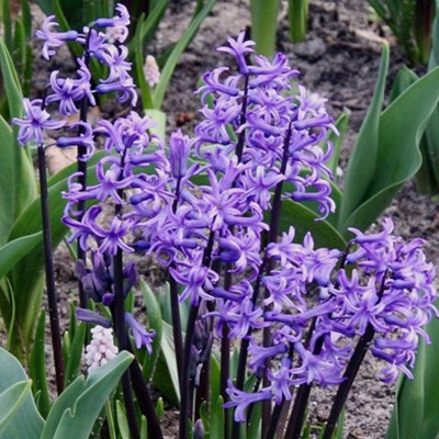 Hyacinthus 'Multiflora Blue'