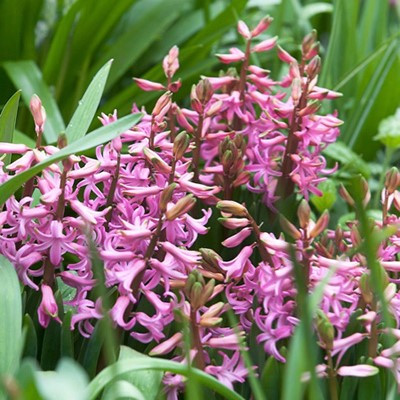 Hyacinthus 'Multiflora Pink'