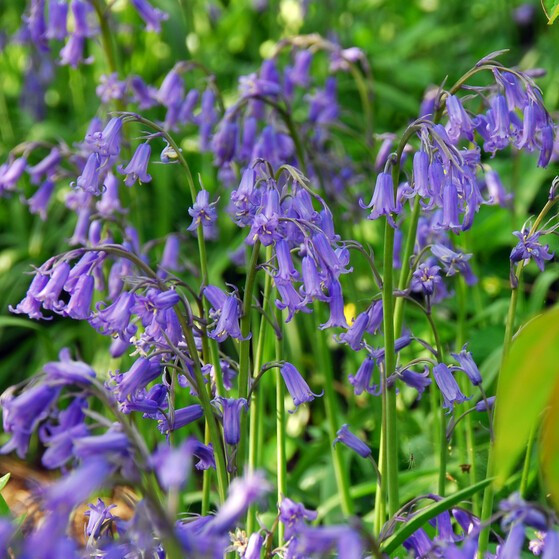 Hyacinthoides non-scripta (TRUE FORM)