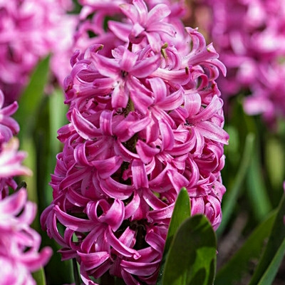 Hyacinthus 'Pink Pearl'