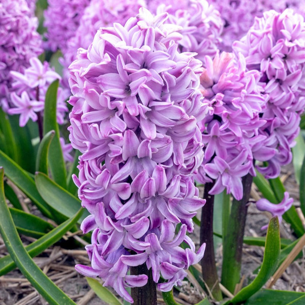 Hyacinthus 'Purple Voice'