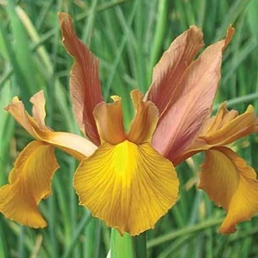 Iris 'Autumn Princess'