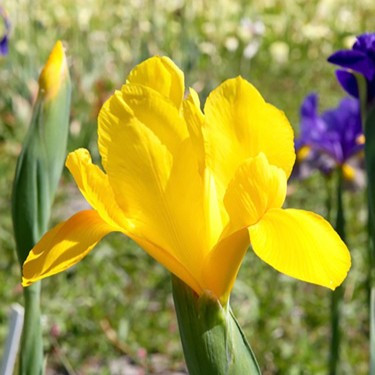 Iris 'Golden Harvest'