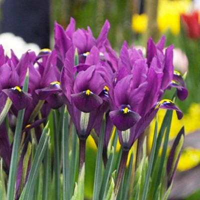 Iris 'J.S.Dijt'