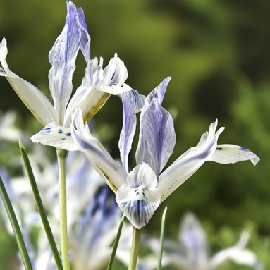 Iris 'Painted Lady'