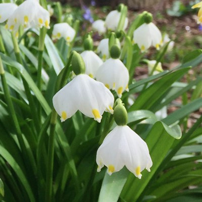 Leucojum vernum