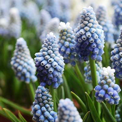 Muscari aucheri 'Ocean Magic'