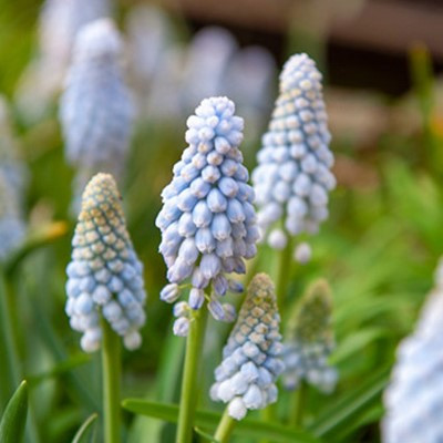 Muscari 'Baby's Breath'