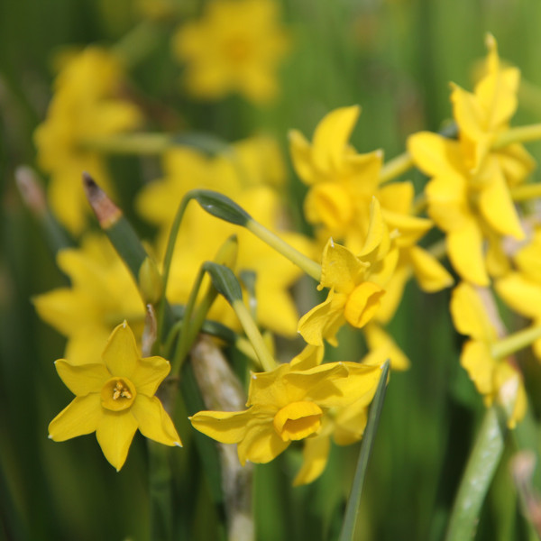 Narcissus 'Baby Boomer'