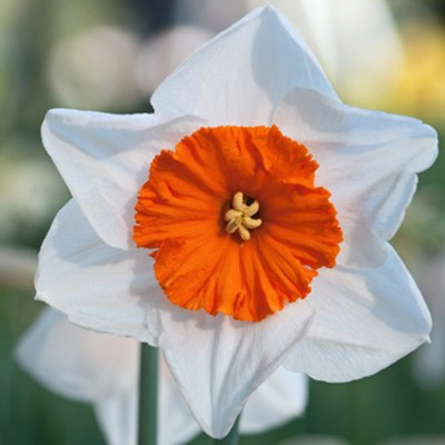 Narcissus 'Bella Vista'