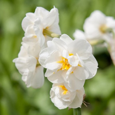 Narcissus 'Bridal Crown'
